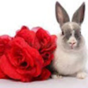 Meet your Posher, Rose